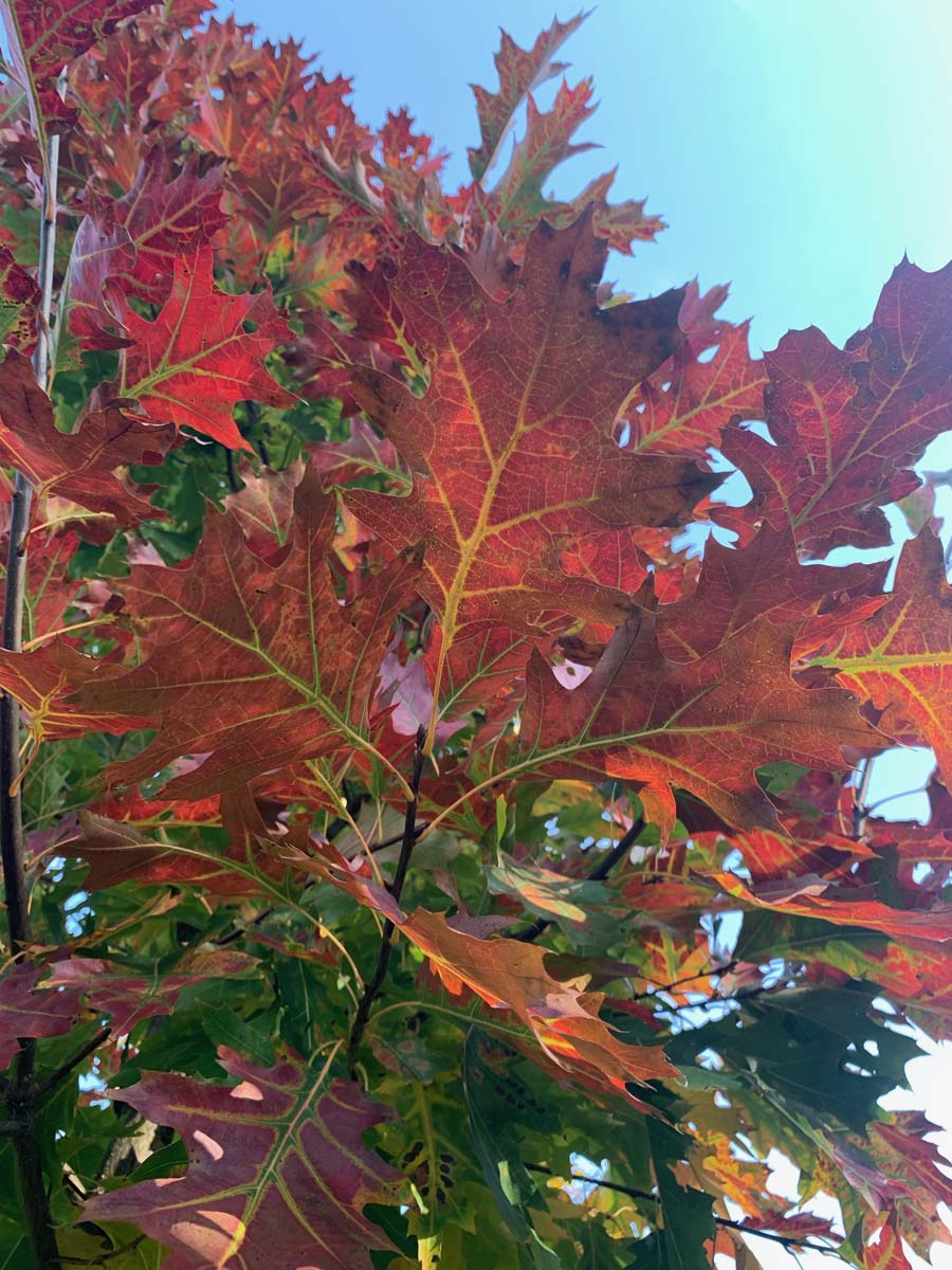 Quercus rubra solitair herfstkleur