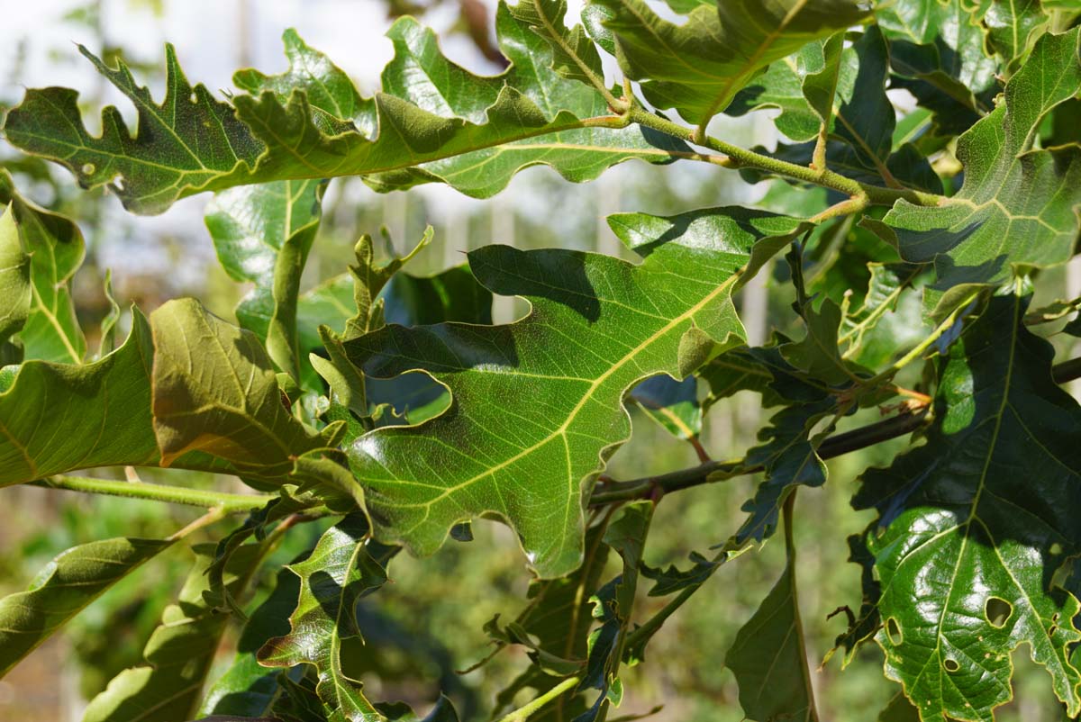 Quercus velutina op stam blad