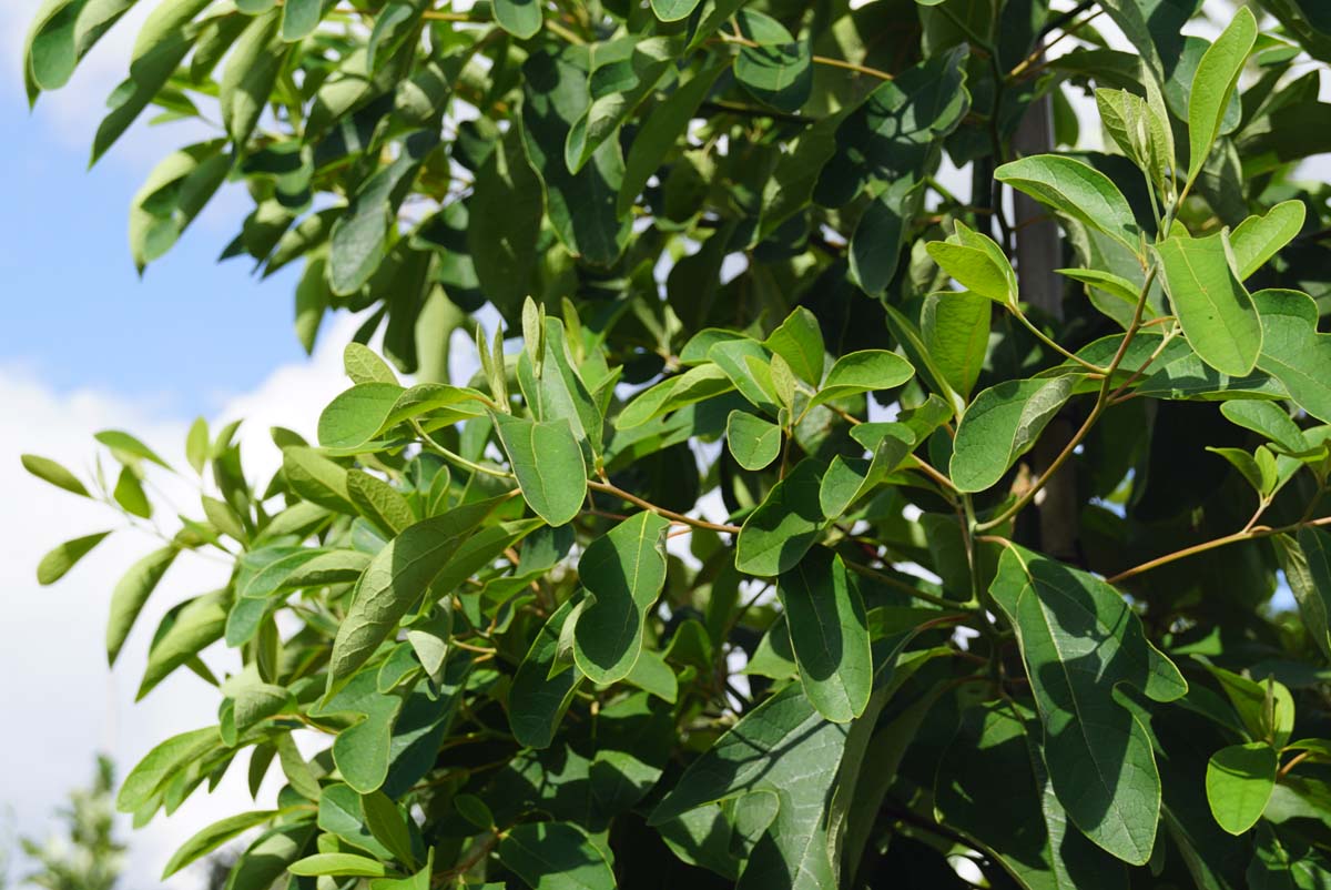 Sassafras albidum solitair bladeren