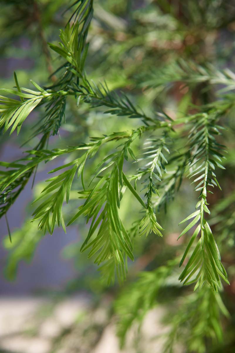 Sequoia sempervirens Tuinplanten twijg