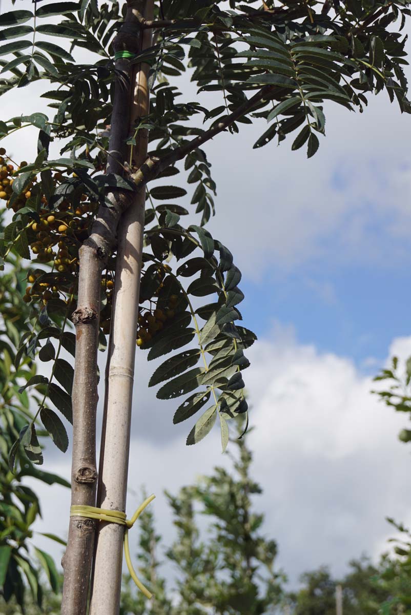 Sorbus scalaris op stam bast