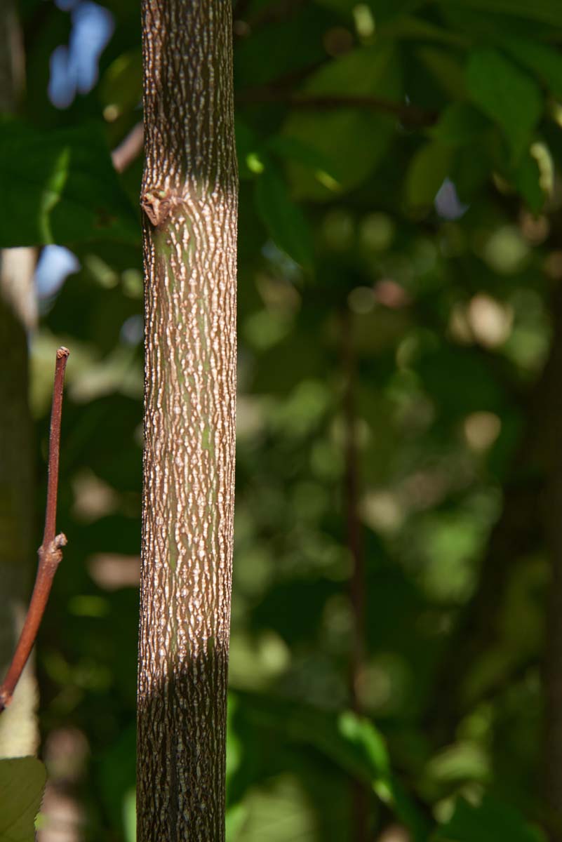 Staphylea coulombieri meerstammig / struik bast