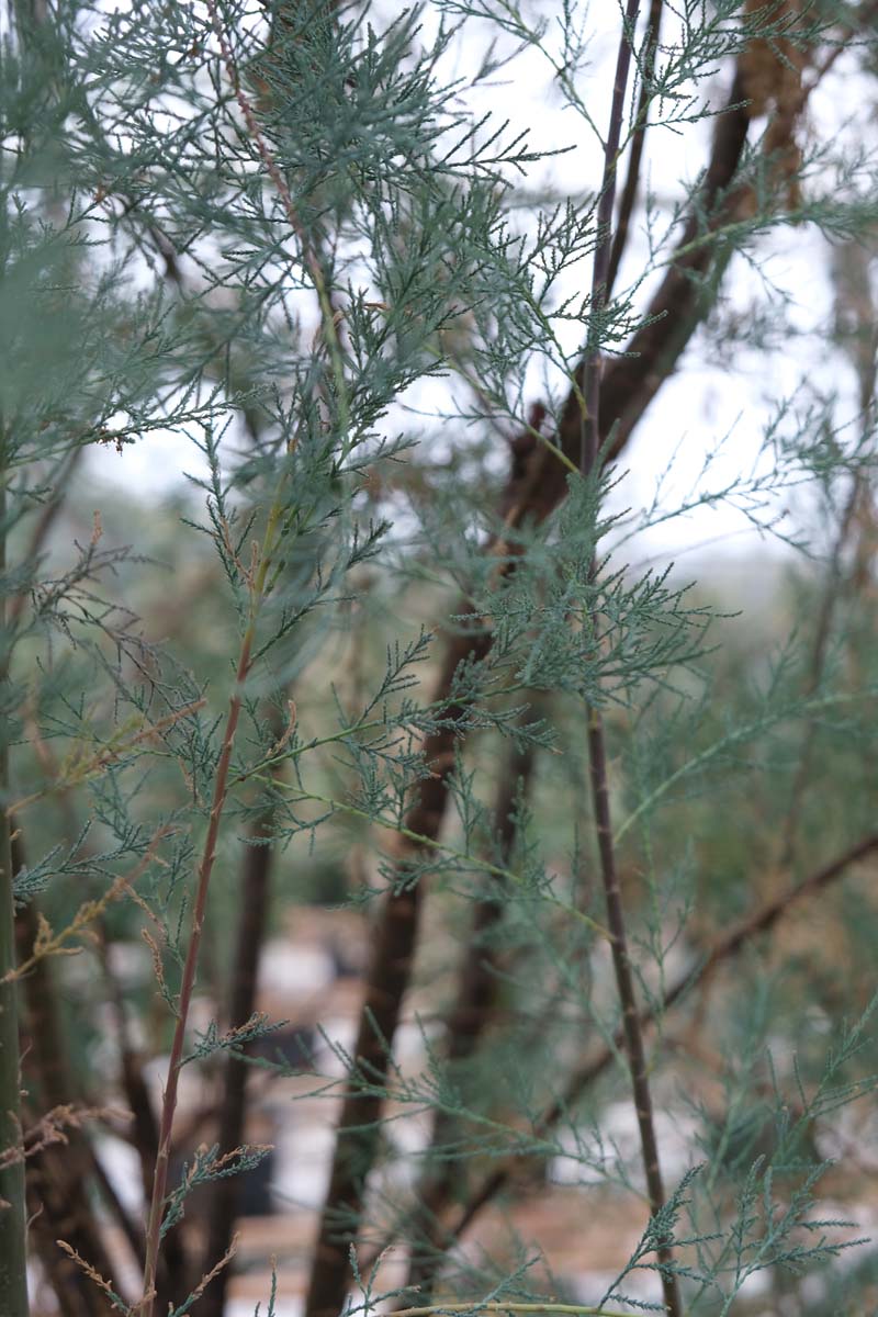 Tamarix 'Hulsdonk White' Tuinplanten