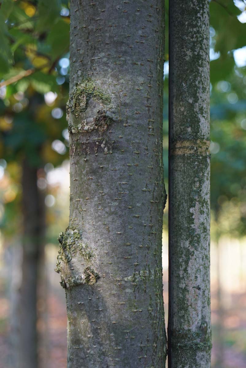 Ulmus laevis op stam stam