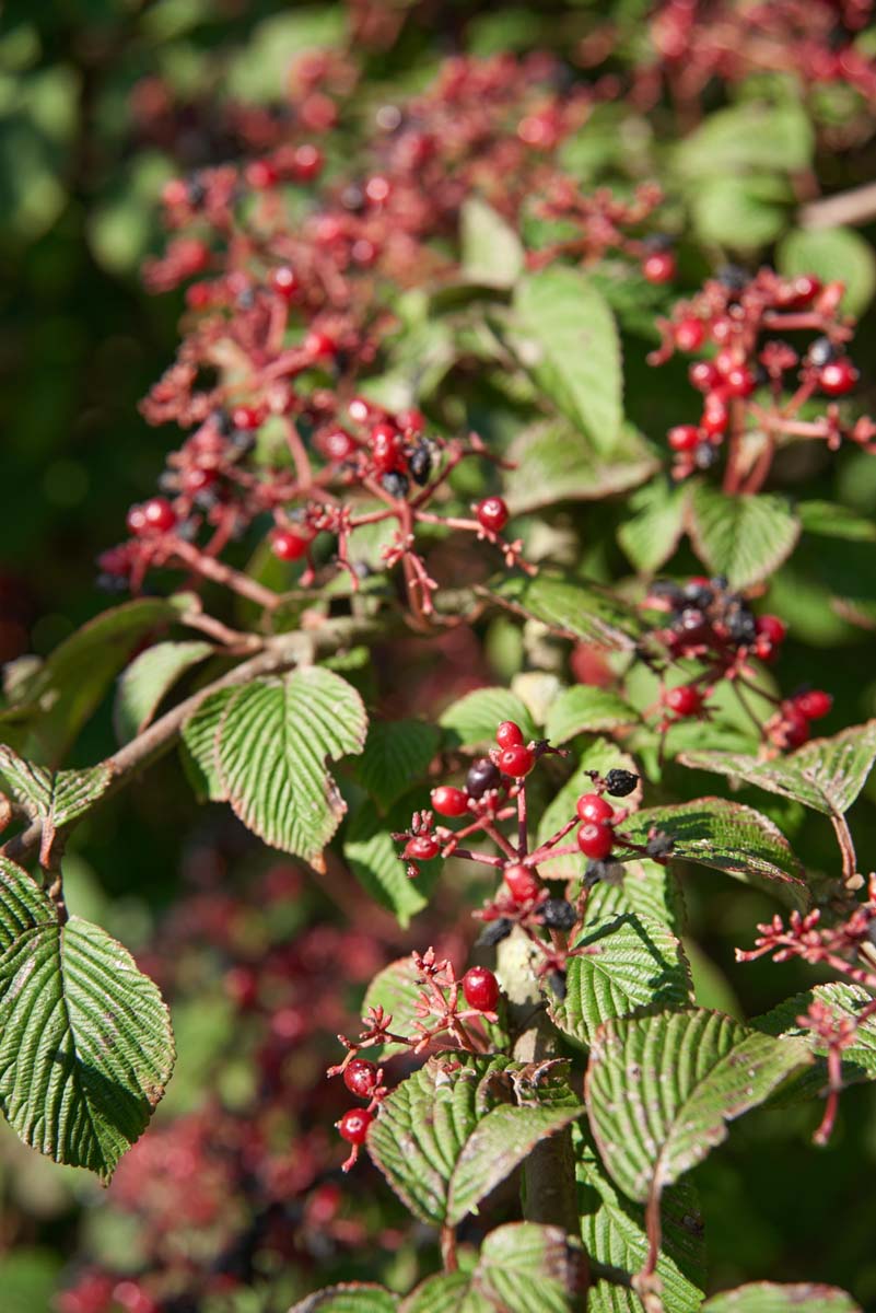 Viburnum plicatum 'Rowallane' meerstammig / struik bessen