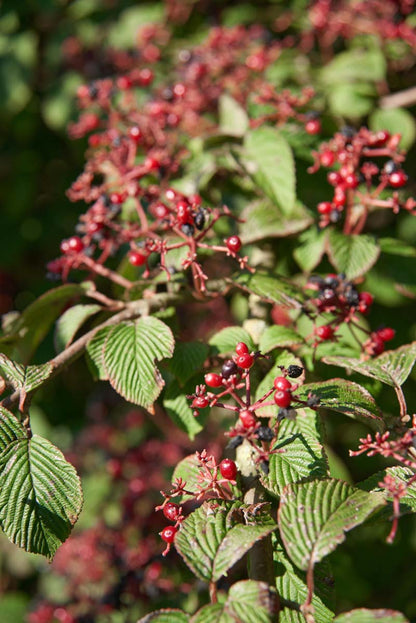 Viburnum plicatum 'Rowallane' meerstammig / struik bessen