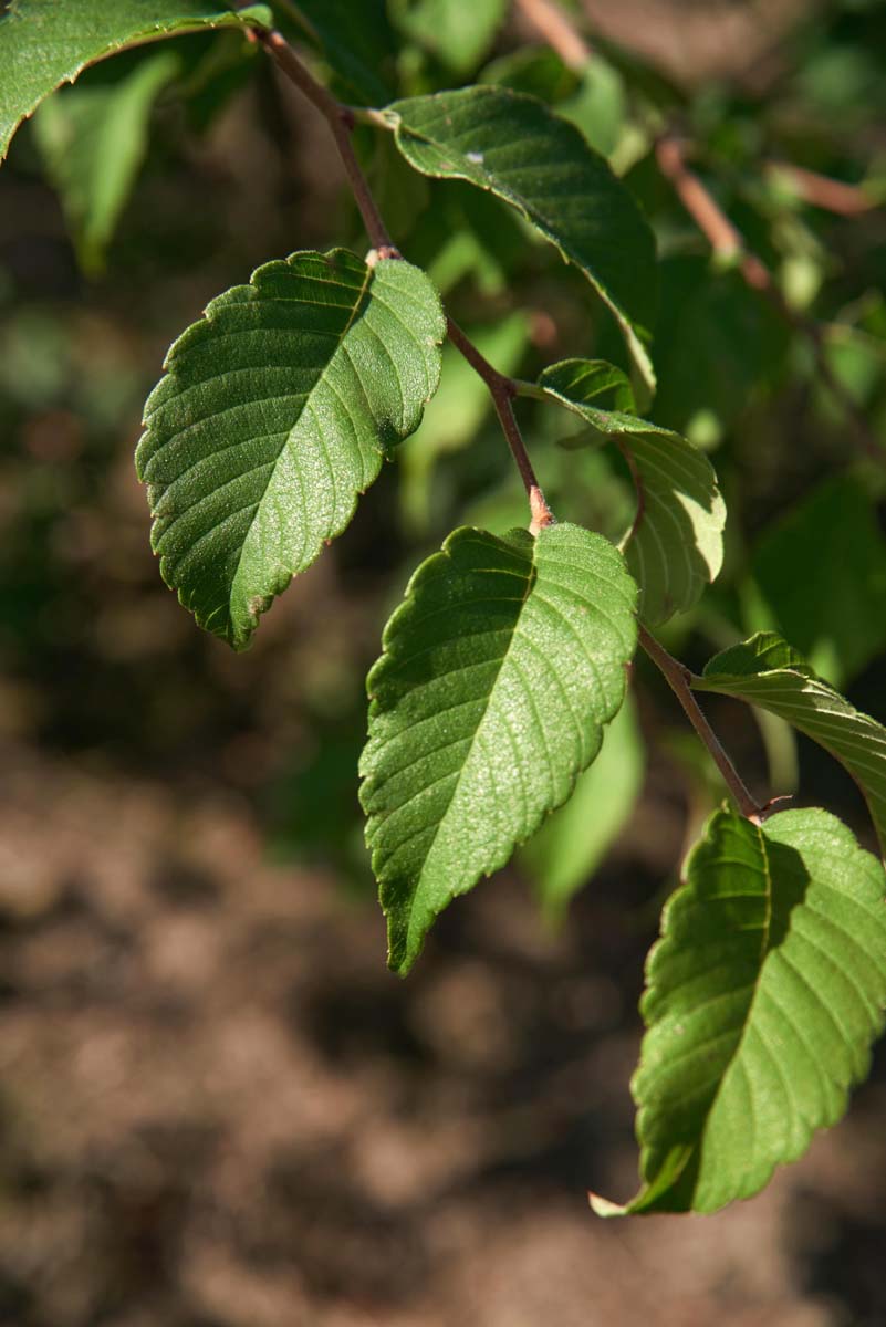 Zelkova serrata dakboom blad