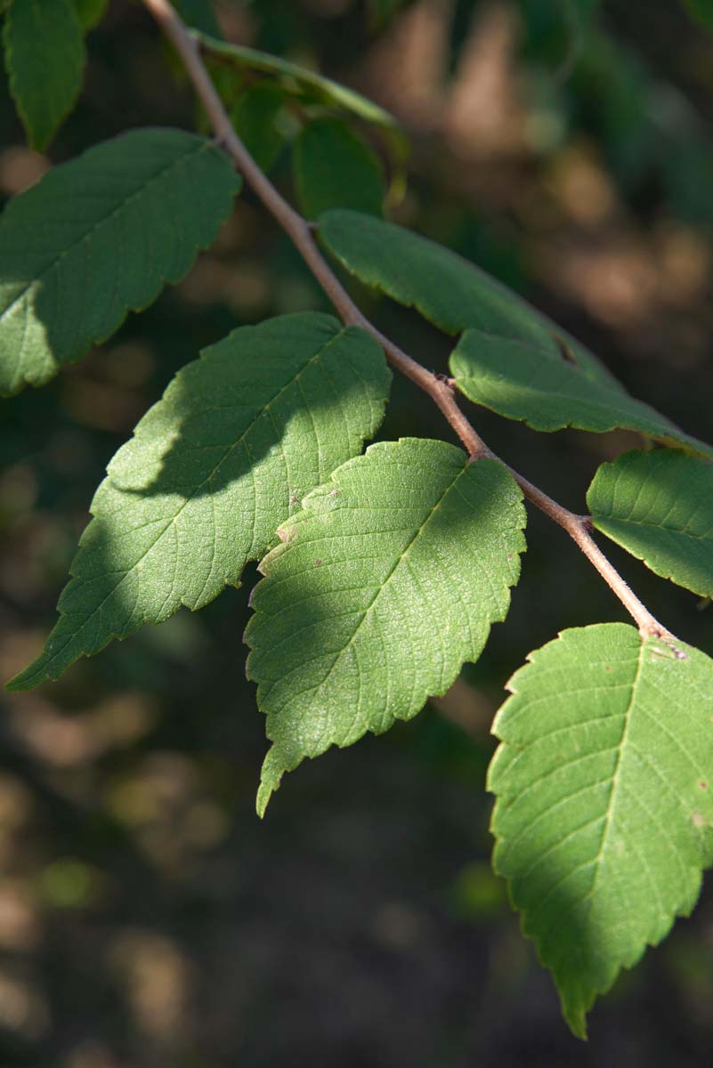 Zelkova serrata Tuinplanten blad