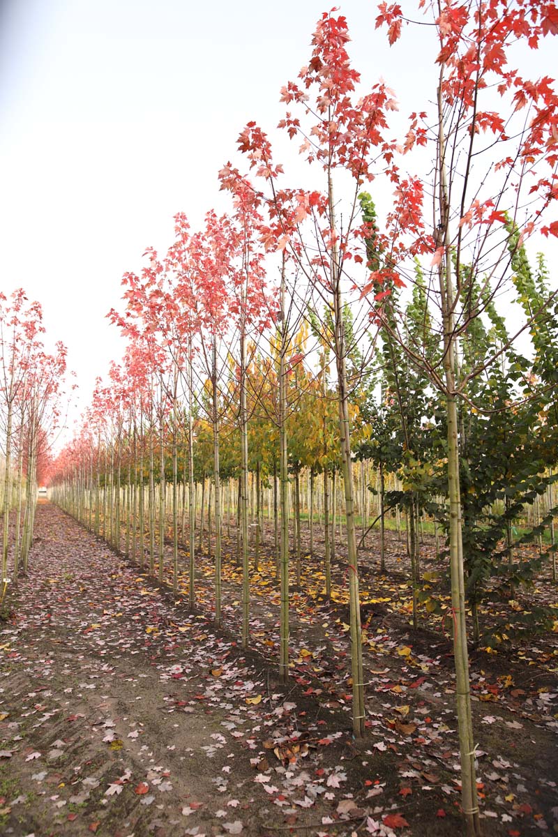 Acer rubrum 'Somerset' op stam op stam