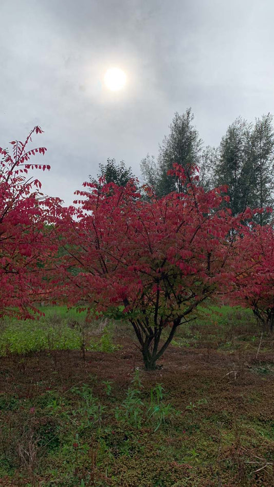 Euonymus alatus meerstammig / struik struik