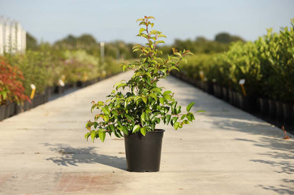 Prunus lusitanica 'Ybrazo01' Tuinplanten tuinplanten