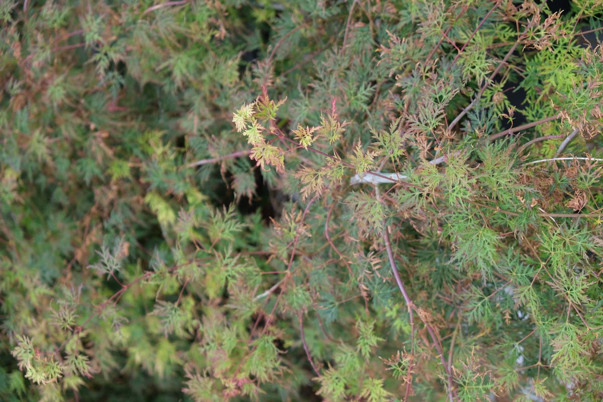 Acer palmatum 'Dissectum' solitair blad