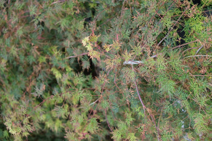 Acer palmatum 'Dissectum' op stam blad