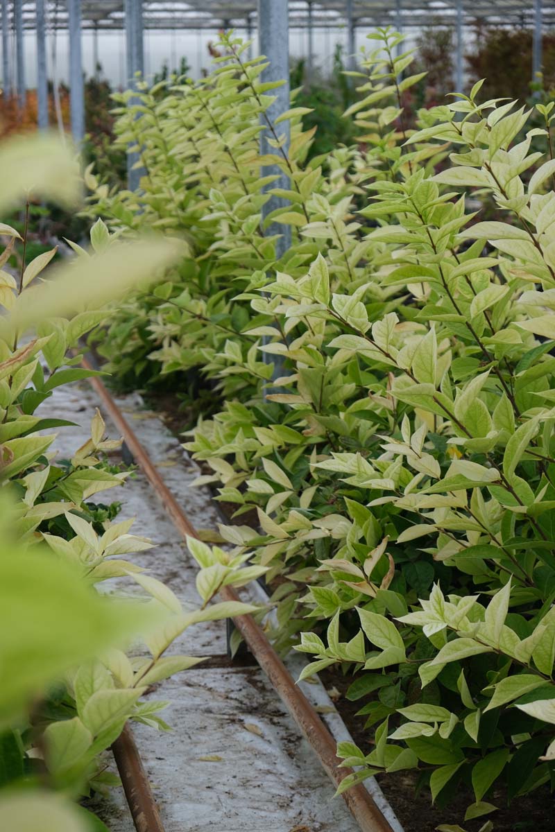 Calycanthus 'Venus' Tuinplanten blad