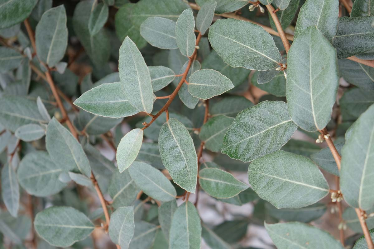 Elaeagnus ebbingei op stam blad