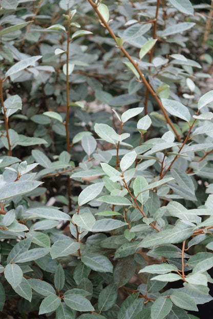 Elaeagnus ebbingei leiboom blad