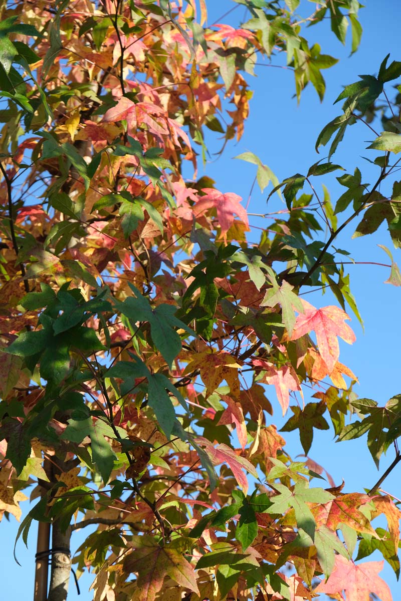 Liquidambar styraciflua dakboom herfstkleur