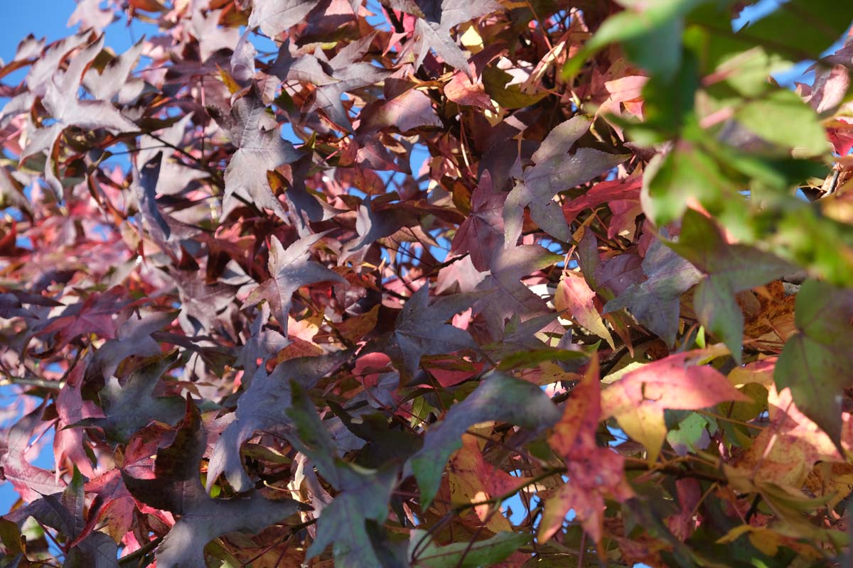 Liquidambar styraciflua solitair herfstkleur