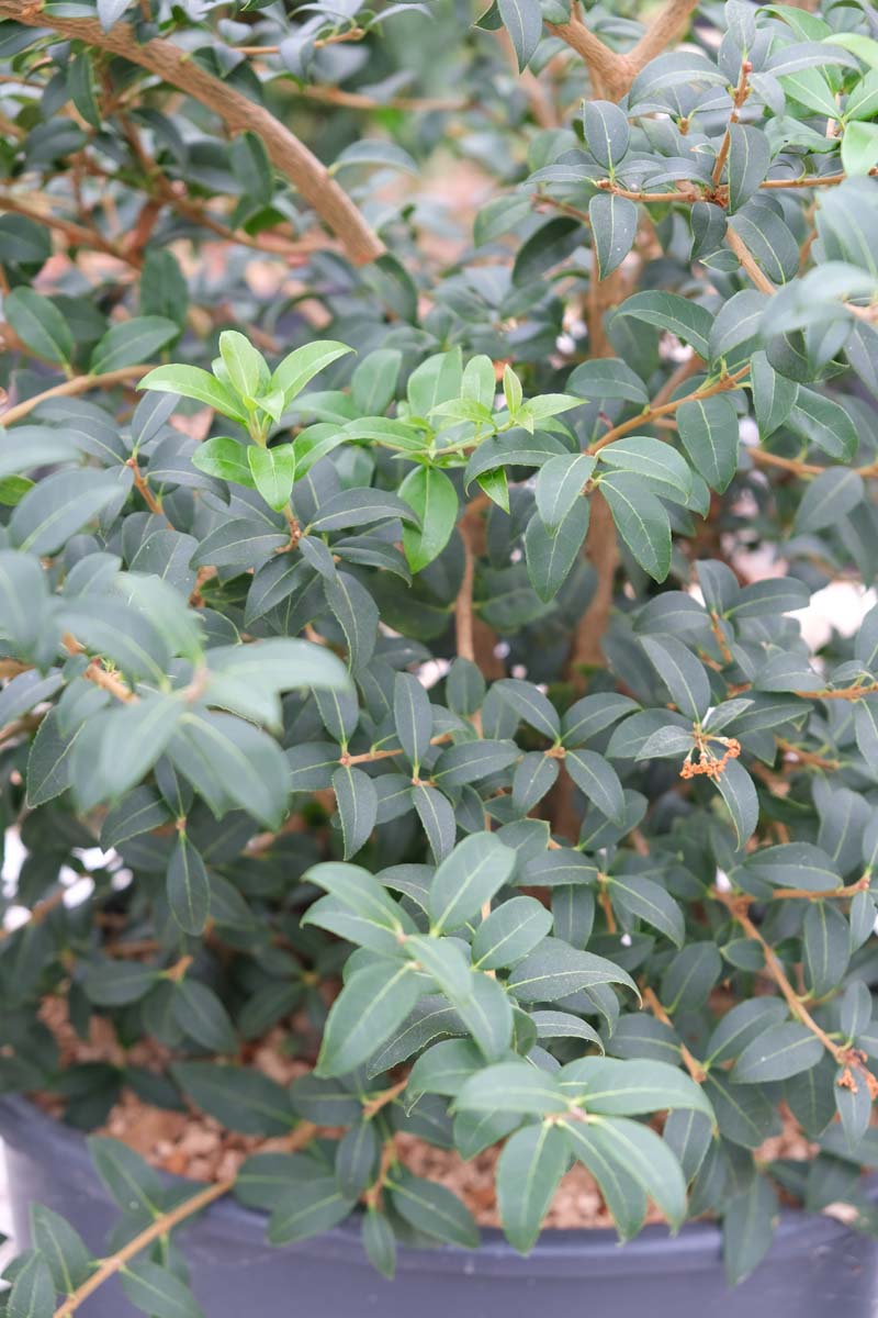 Osmanthus burkwoodii solitair blad