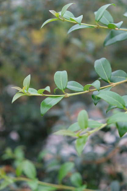 Osmanthus burkwoodii solitair twijg