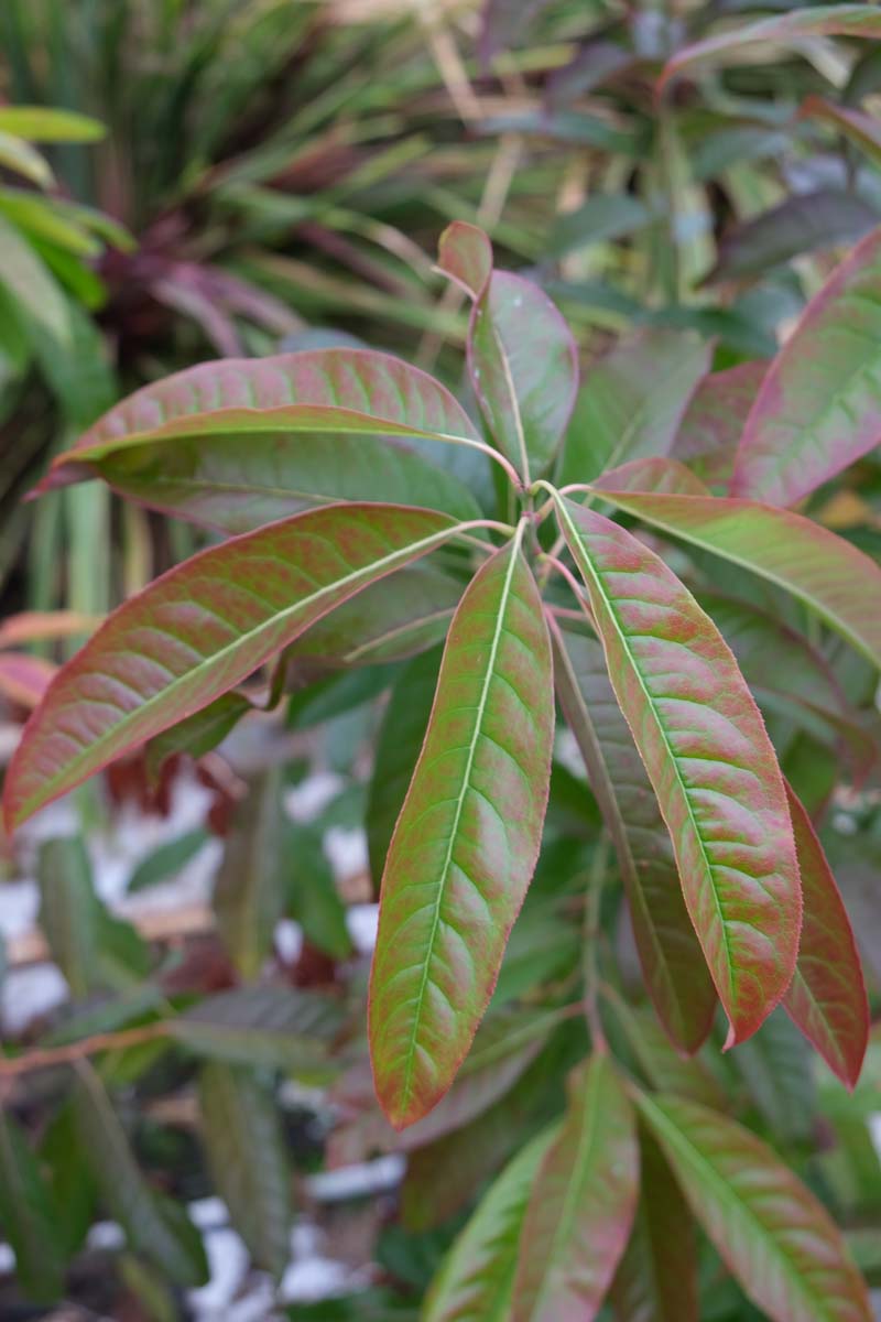 Oxydendrum arboreum solitair blad