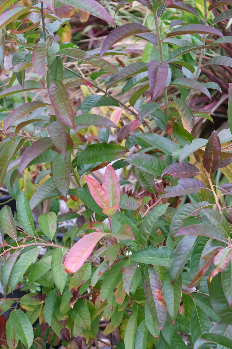 Oxydendrum arboreum solitair blad