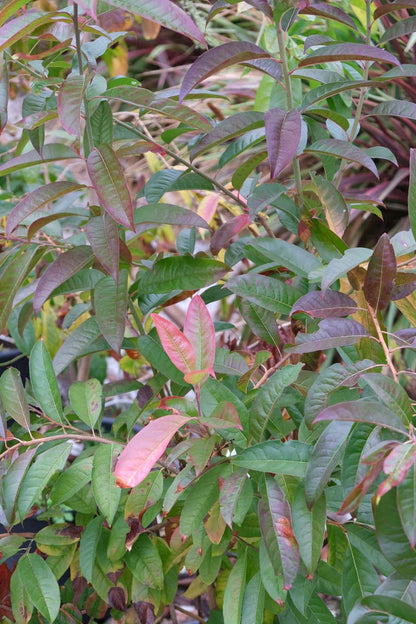 Oxydendrum arboreum solitair blad