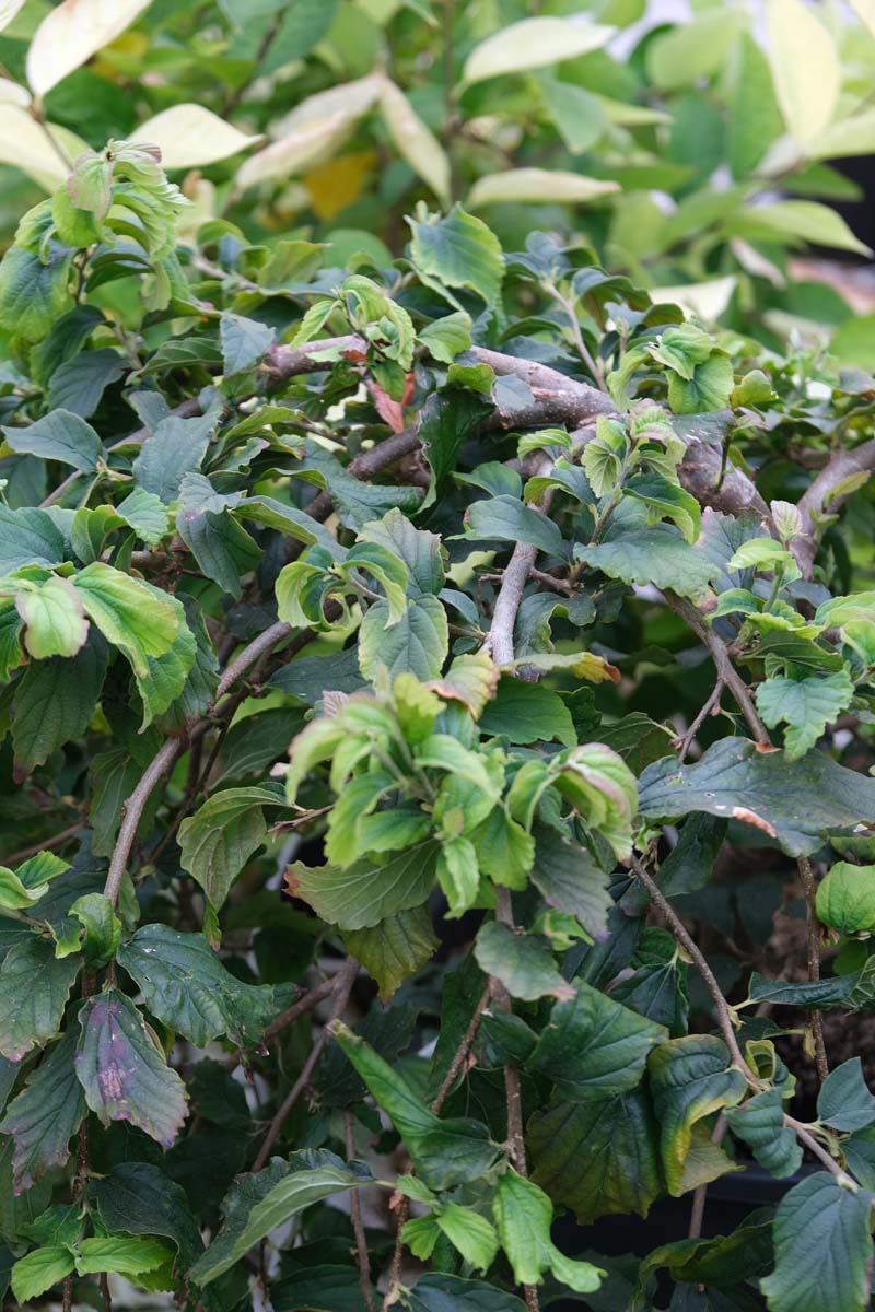 Parrotia persica 'Pendula' solitair blad