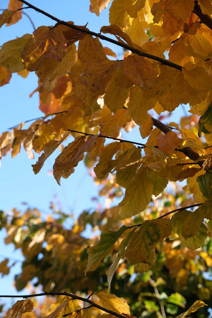 Parrotia persica 'Vanessa' leiboom herfstkleur