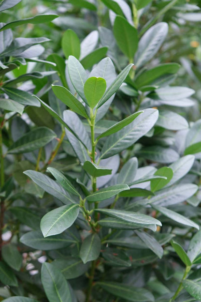 Prunus laurocerasus 'Greentorch' leiboom blad