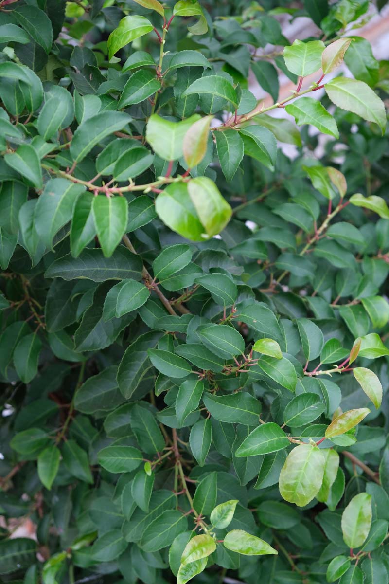 Prunus lusitanica 'Ybrazo01' meerstammig / struik twijg