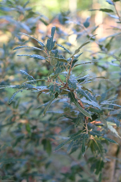 Quercus hispanica 'Waasland' meerstammig / struik blad