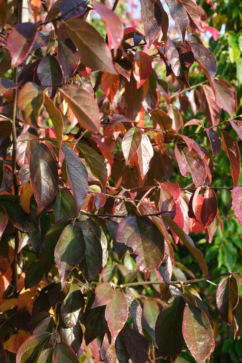 Sycoparrotia semidecidua leiboom herfstkleur