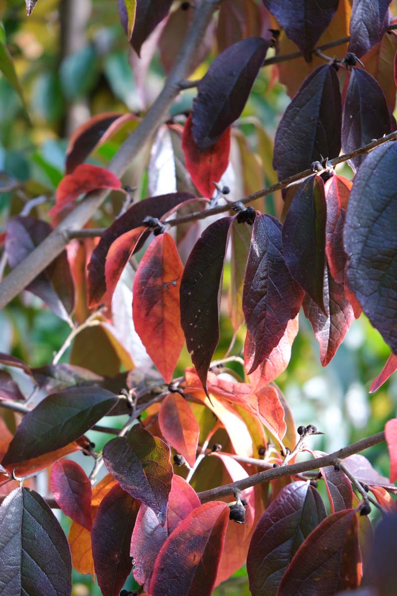 Sycoparrotia semidecidua leiboom herfstkleur