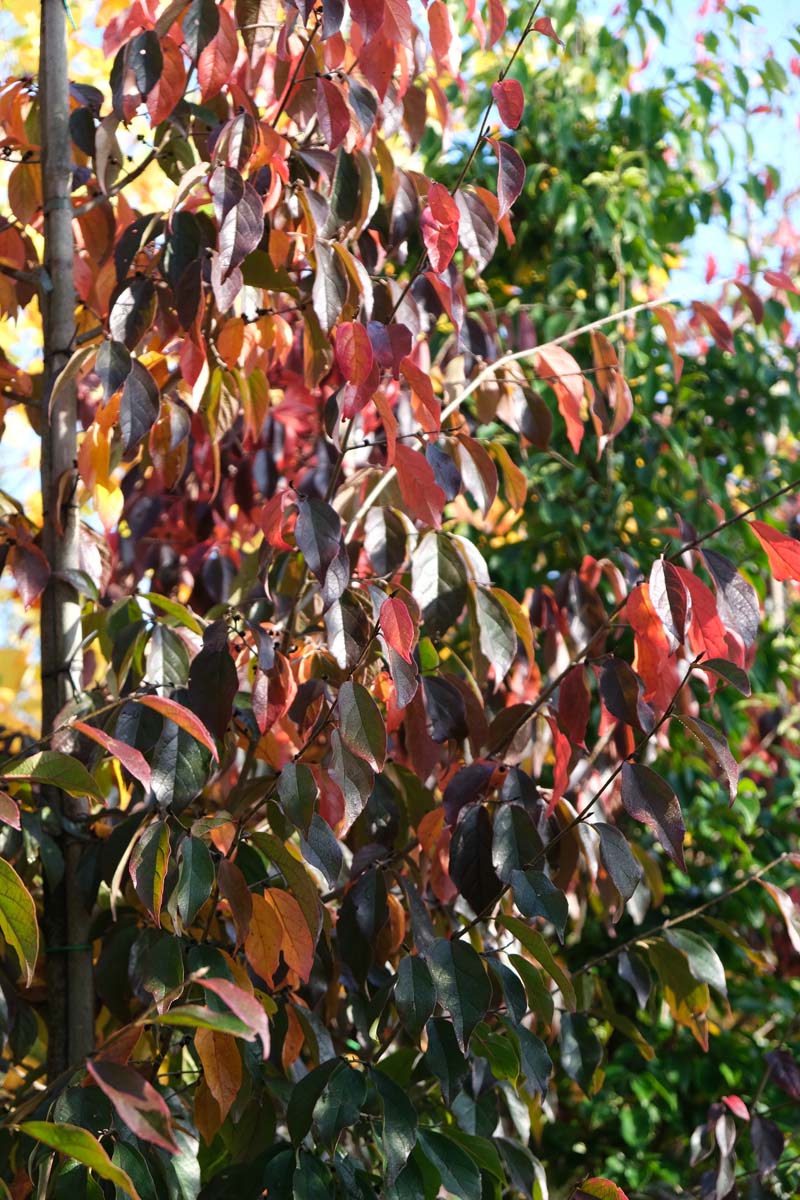 Sycoparrotia semidecidua leiboom herfstkleur