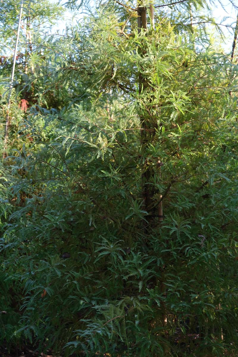 Taxodium distichum Tuinplanten stam