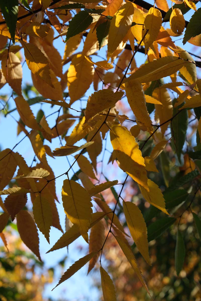 Zelkova serrata 'Flekova' leiboom blad