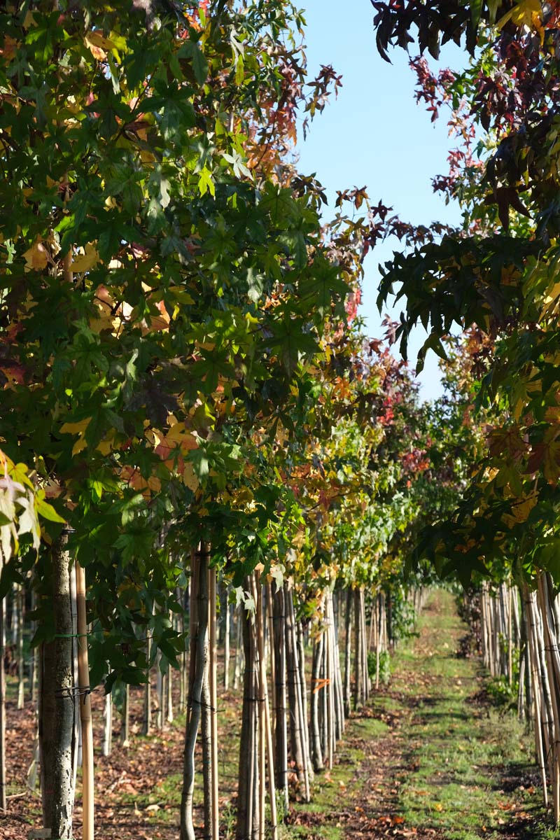 Liquidambar styraciflua op stam op stam