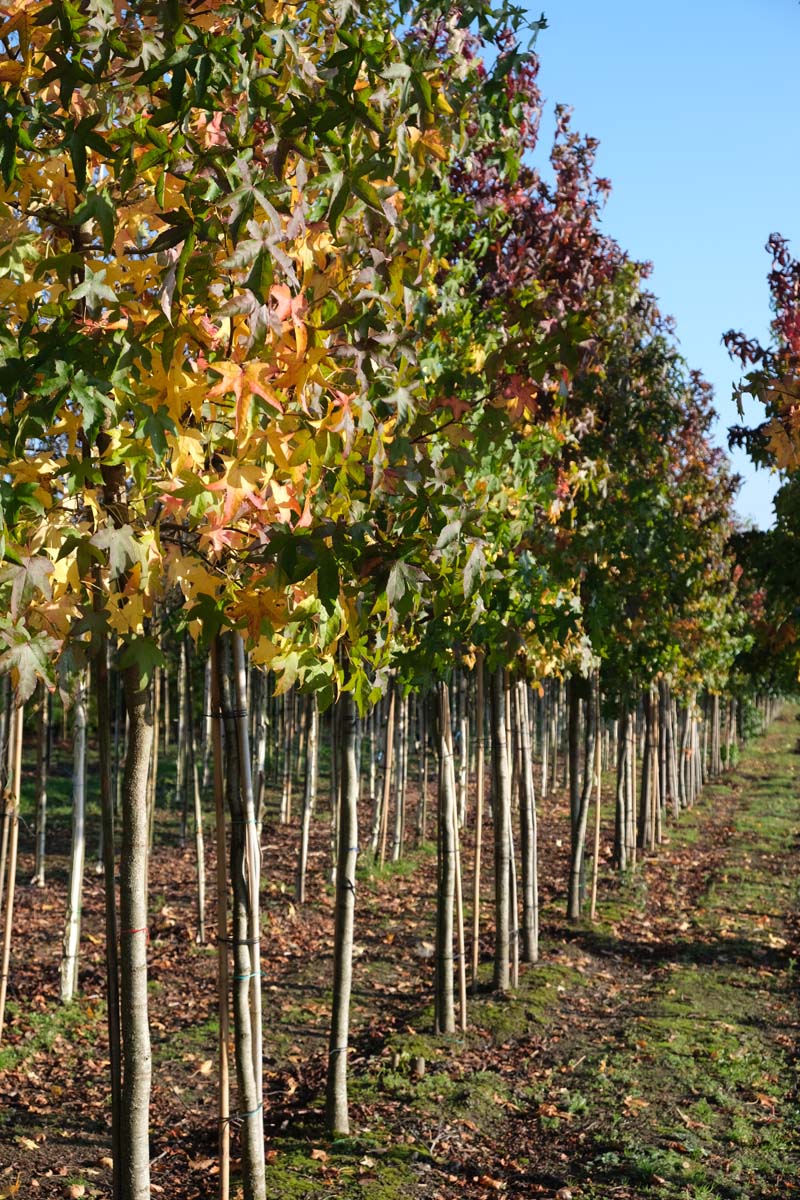 Liquidambar styraciflua op stam op stam