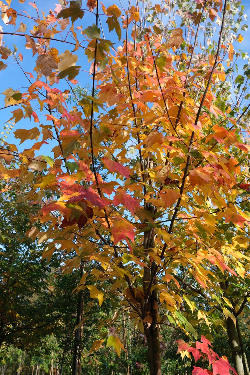 Acer saccharinum meerstammig / struik herfstkleur