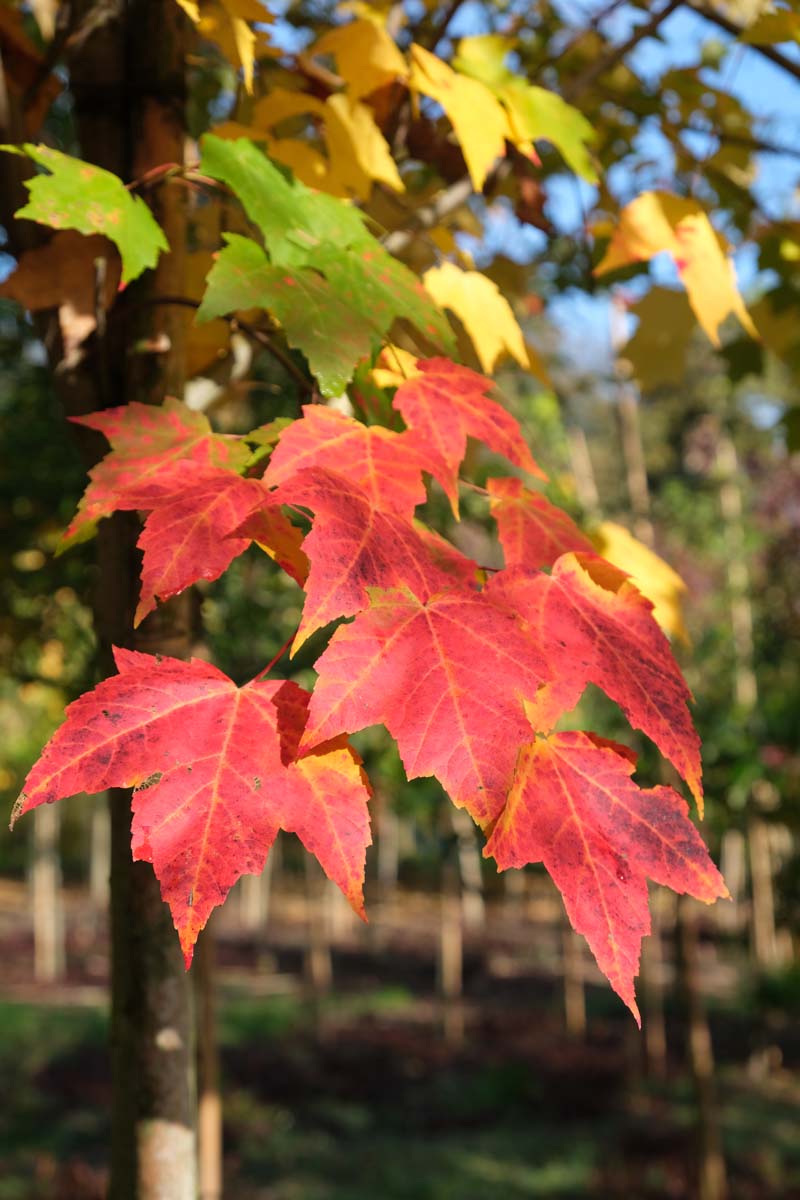 Acer saccharinum solitair herfstkleur