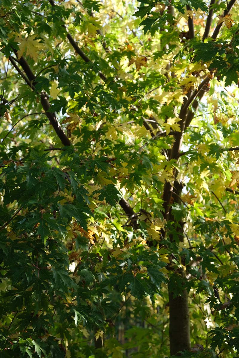 Acer saccharinum 'Laciniatum Wieri' op stam hefstkleur