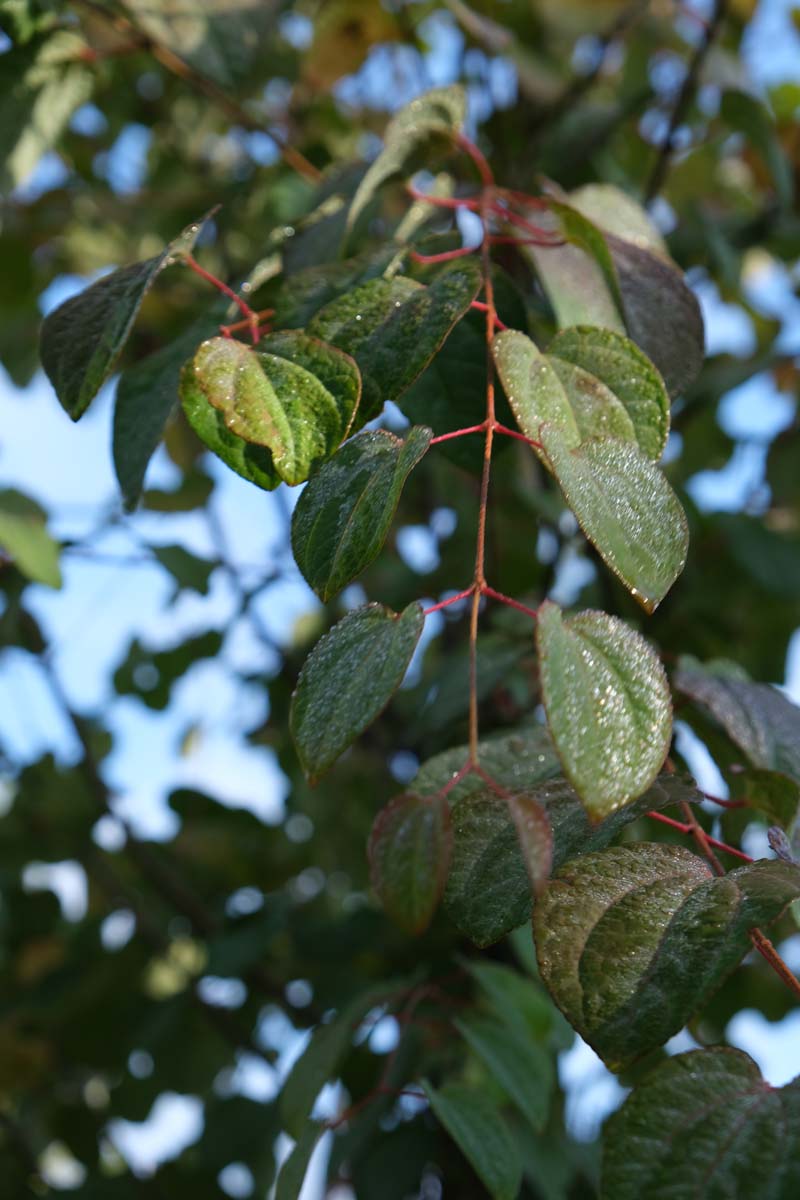 Cercidiphyllum japonicum dakboom blad