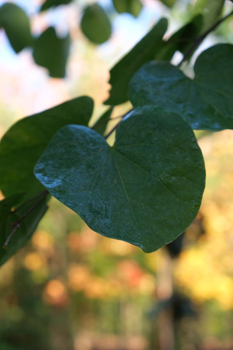 Cercis siliquastrum op stam blad