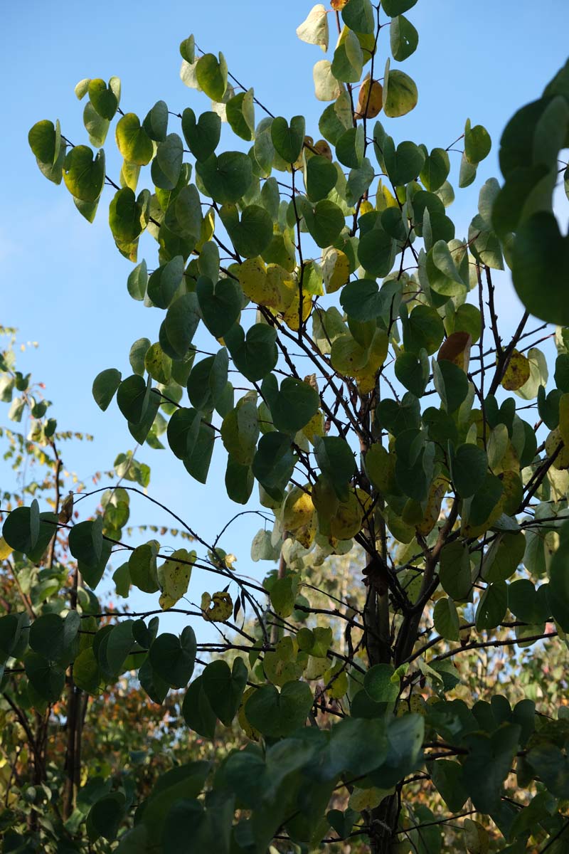 Cercis siliquastrum op stam kroon