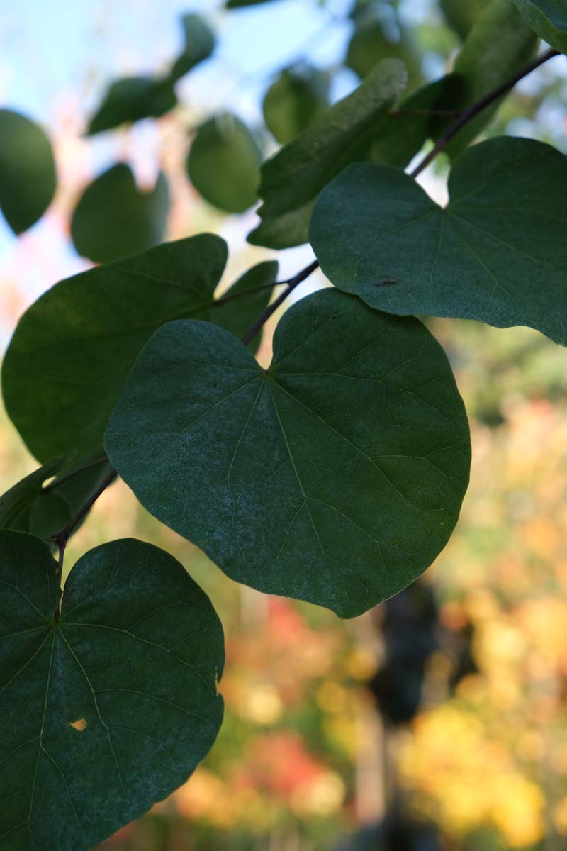 Cercis siliquastrum Tuinplanten blad