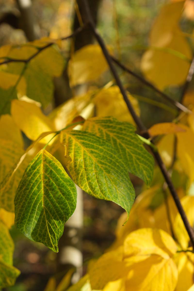 Cladrastis kentukea op stam blad