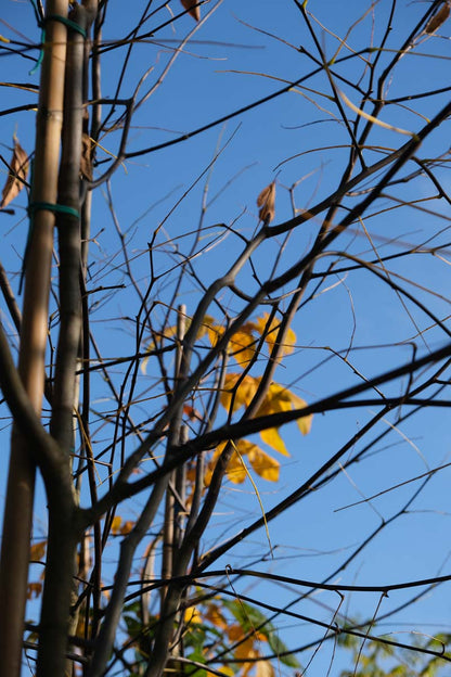 Cladrastis kentukea op stam twijg