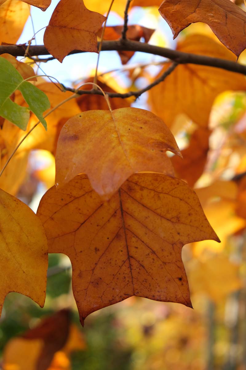 Liriodendron tulipifera solitair herfstkleur