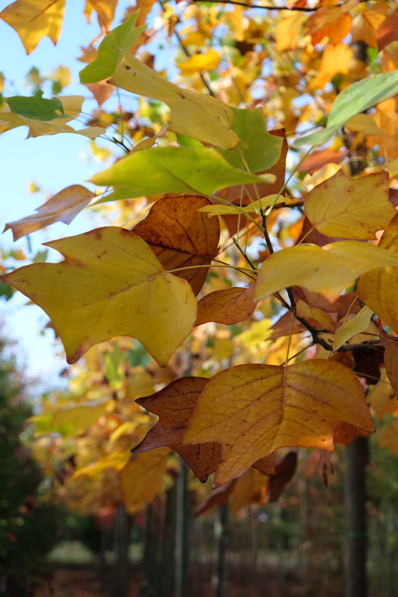 Liriodendron tulipifera dakboom herfstkleur